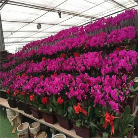 四川綠植租賃公司電話