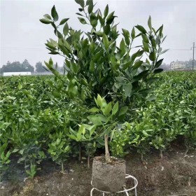 四川愛媛38號(hào)苗柑橘苗批發(fā) 柑橘果苗基地現(xiàn)挖現(xiàn)賣