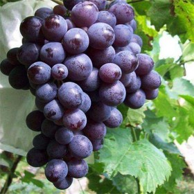 夏黑葡萄苗基地供應(yīng) 香味濃甜 果實(shí)大 顆粒飽滿(mǎn)