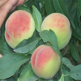 供應(yīng)桃子苗 晚白桃樹苗 晚白桃苗 晚熟桃苗 品種純正 量大優(yōu)惠 基地直供