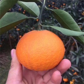 愛(ài)嬡38號(hào)苗 愛(ài)嬡果苗 精選廠家