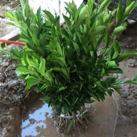 沃柑苗 無(wú)核沃柑苗 優(yōu)質(zhì)果苗