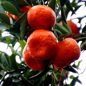 四川苗圃基地直發(fā) 優(yōu)質(zhì)果苗  紅桔實生苗