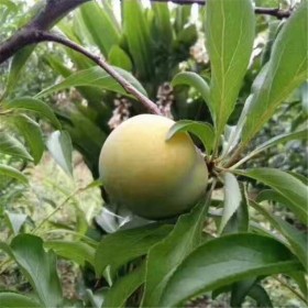 成都蜂糖李苗-蜂糖李苗價格-蜂糖李苗生產(chǎn)廠家直銷