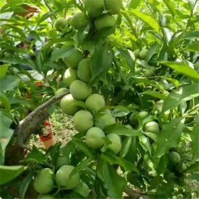 四川青脆李苗、脆紅李、五月脆李子苗、苗圃直發(fā)李子苗