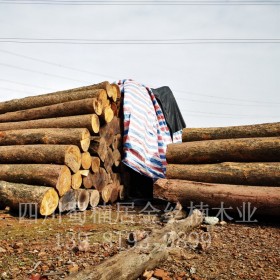 成都彭州 金絲楠 廠家直銷