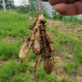 天冬苗購買基地 采購天冬苗機構 銷售天冬苗基地