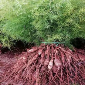 產(chǎn)量高生長快易成活大田冬苗 生命力強一年畝種苗 易管理大天冬苗