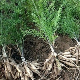 廣安市天冬苗批發(fā)基地 天冬苗訂購(gòu)機(jī)構(gòu) 購(gòu)買天冬苗機(jī)構(gòu)