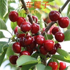 車(chē)?yán)遄訖烟颐畿?chē)?yán)遄用缗嘤?車(chē)?yán)遄用鐑r(jià)格咨詢 高成活率嫁接苗