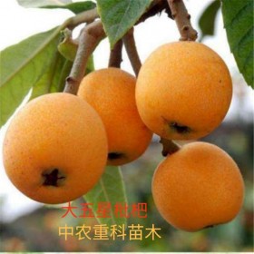 大五星枇杷苗 枇杷苗 枇杷苗價(jià)格 四川枇杷苗基地 枇杷苗品種