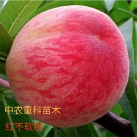 紅不軟桃苗紅不軟桃樹(shù)苗價(jià)格,紅不軟桃樹(shù)苗出售,紅不軟桃樹(shù)苗批發(fā),桃苗基地