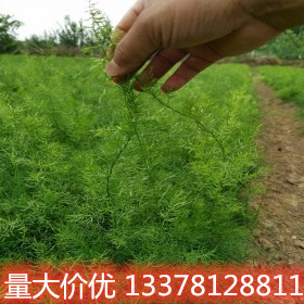 供應(yīng)天冬苗基地 天冬苗供應(yīng)基地 天冬苗訂購(gòu)基地