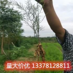 批發(fā)天冬苗基地 購買天冬苗基地