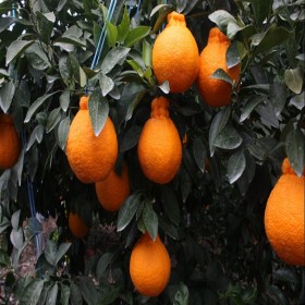 簡(jiǎn)陽不知火丑柑苗價(jià)格 不知火小苗 產(chǎn)地直銷丑柑小苗 優(yōu)質(zhì)柑橘苗 成活率高