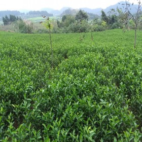 紅橘苗  專業(yè)柑橘苗價格 東方紅桔苗 高產(chǎn)果樹苗 柑橘苗