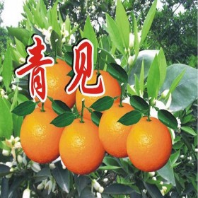 靑見苗   苗木木場(chǎng)基地直銷嫁接青見苗 優(yōu)質(zhì)果樹苗包成活小苗批發(fā)