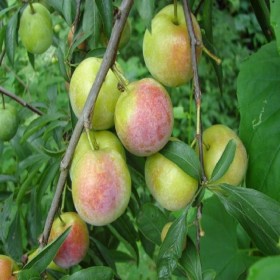 成都半邊紅李子苗   四川半邊紅李子苗出售、五年半邊紅李子苗