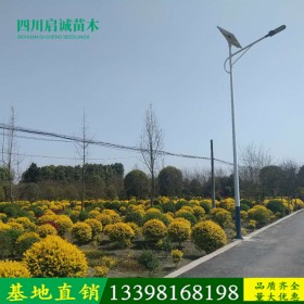 成都基地金葉女貞球批發(fā) 園林點(diǎn)綴綠化植物護(hù)坡工程綠籬灌木盆栽女貞球