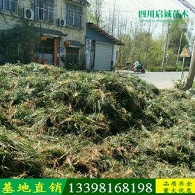 四川批發(fā)供應(yīng)優(yōu)質(zhì)矮麥冬基地直銷金邊麥冬草品種齊全凈化空氣四季常青