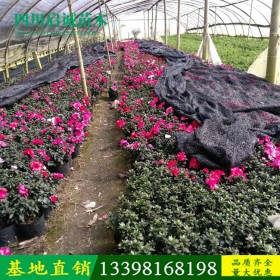 陜西西洋杜鵑花苗批發(fā) 西洋杜鵑花苗 基地直銷西洋杜鵑花苗