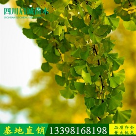 陜西漢中銀杏 銀杏價格 基地直銷銀杏 銀杏苗木基地