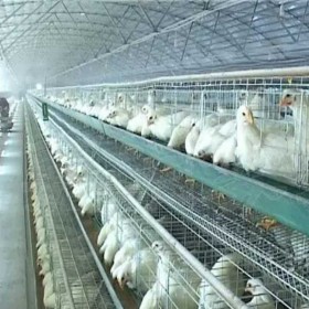 四川養(yǎng)殖場消毒降溫除臭噴霧設(shè)備