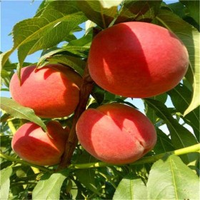 桃苗 文君桃苗 桃子樹(shù)苗批發(fā)