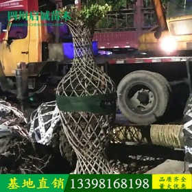 桂花掉葉子是怎么回事？