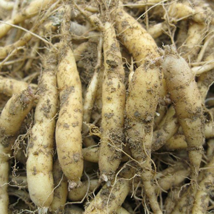 直銷太子參種根 中藥材基地直發(fā) 量大從優(yōu)