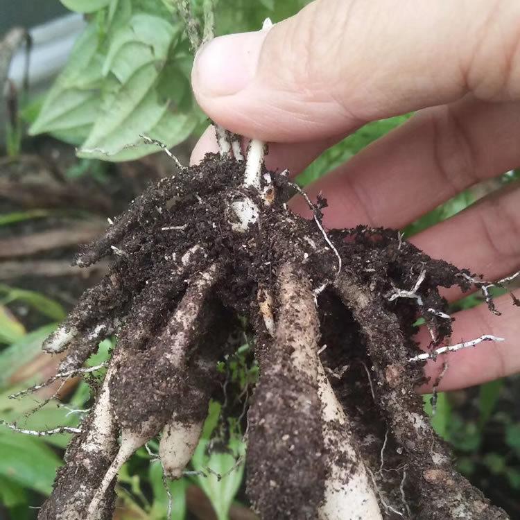 百部種苗 百部種植技術支持 基地現(xiàn)貨批發(fā)