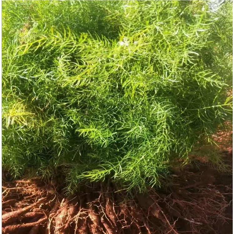 天冬苗供應批發(fā) 四川天冬種苗 種植基地直銷