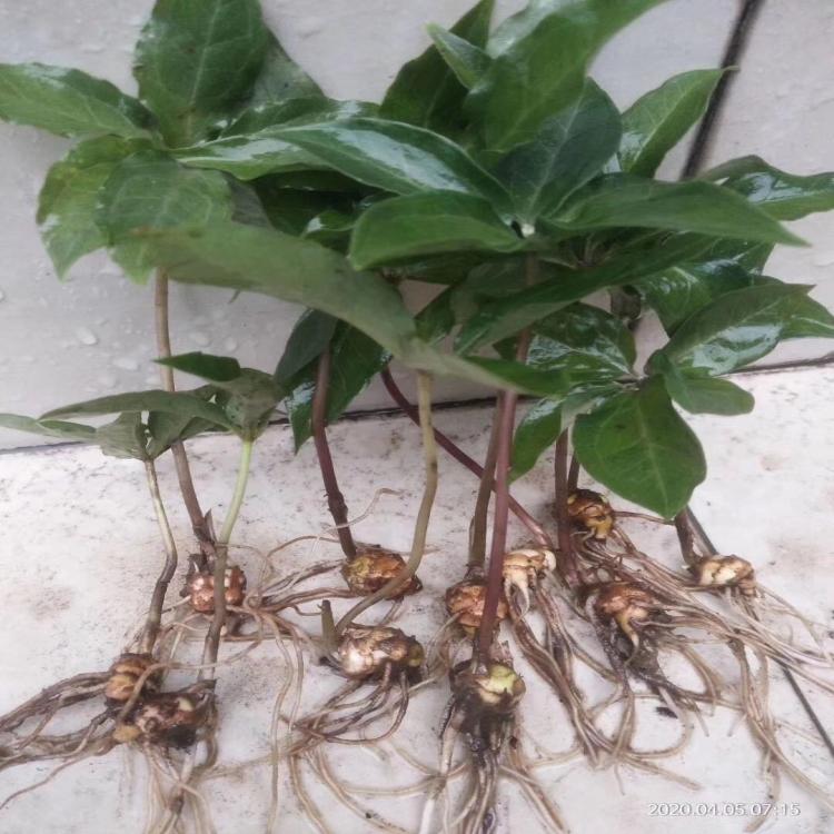 優(yōu)質重樓種苗供應 重樓苗基地直銷 量大從優(yōu)