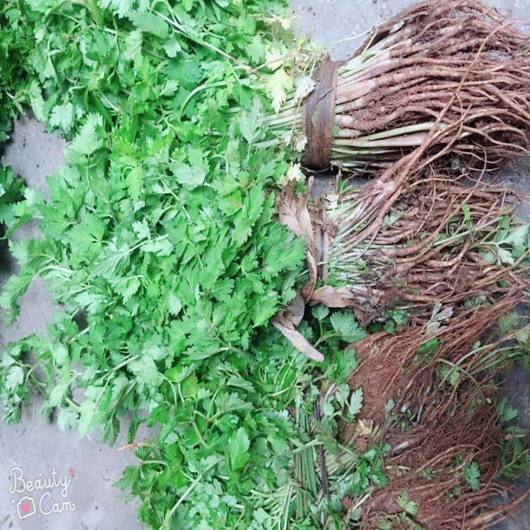 大和當歸種苗批發(fā) 中藥材種子批發(fā) 量大從優(yōu) 基地直發(fā)