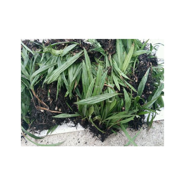 山慈菇種苗供應 山慈菇批發(fā)種植基地直銷 量大從優(yōu)