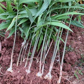 黃精種苗批發(fā) 黃金苗供應基地 量大從優(yōu)