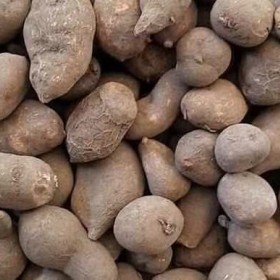 三葉青種苗供應(yīng) 三葉青苗種植基地直銷 量大從優(yōu)