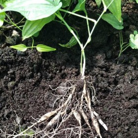 優(yōu)質百部苗供應 百部種苗種植基地 現(xiàn)采現(xiàn)挖提供技術支持