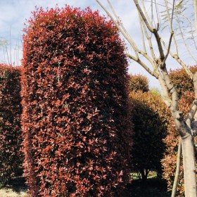 紅葉石楠柱 紅葉石楠柱價格 紅葉石楠柱基地直銷