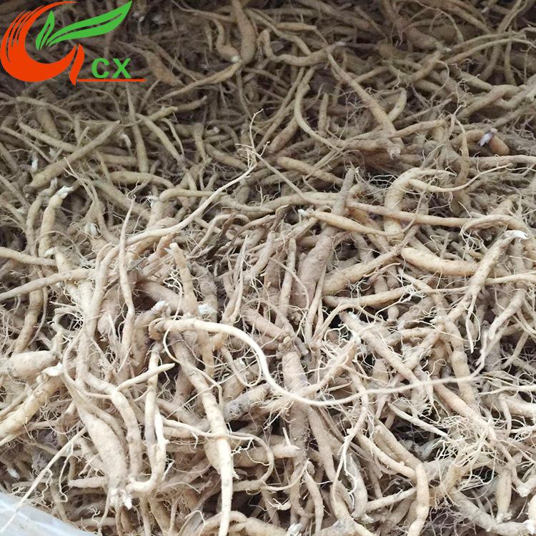 太子參 太子參種根供應(yīng) 太子參基地直發(fā) 量大從優(yōu)