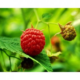 藥材種植 覆盆子種苗中藥材種植技術支持