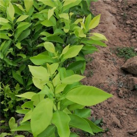 四川苗圃基地直發(fā)愛(ài)嬡38號(hào)苗 優(yōu)質(zhì)柑橘果苗