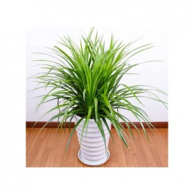 大型植物品種   水生植物品種齊全顏色豐富 濕地綠化優(yōu)選品種