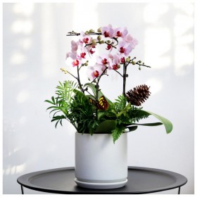 開花植物種苗  觀葉盆栽 植物室內(nèi)辦公室觀賞包養(yǎng)護更換