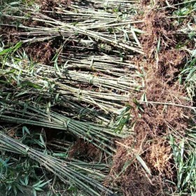 竹建筑有哪些突出優(yōu)點(diǎn)？