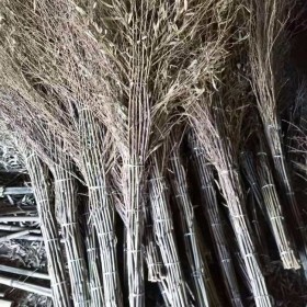 竹建筑有哪些突出優(yōu)點(diǎn)？