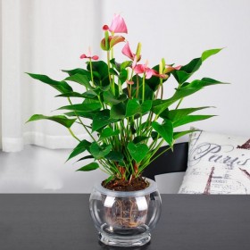 水培植物 基地批發(fā)水生水培植物 粉掌種苗 富貴塔 量優(yōu)水養(yǎng)植物