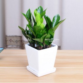 小型植物品種 室內(nèi)陽臺盆栽花卉 外形奇特宿根植物 觀賞小盆栽基地批發(fā)