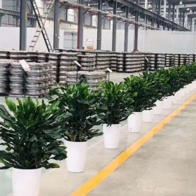 植物租擺案例 大型客廳辦公室綠植租賃 植物租擺短租景觀設(shè)批發(fā)