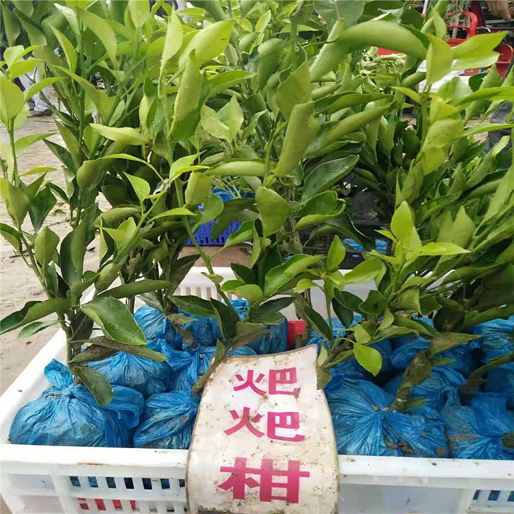 成都愛沙柑橘苗批 各種柑橘苗 價格優(yōu)惠 愛媛柑橘苗子